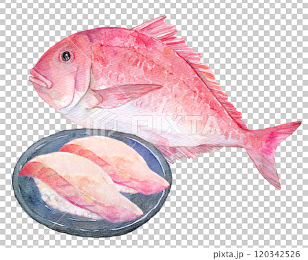 水彩插圖紅鯛魚壽司 120342526
