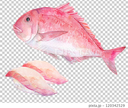 水彩插圖紅鯛魚壽司 120342529