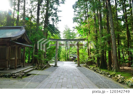 弥彦神社 参道(新潟県) 弥彦神社 参道(新潟県) 120342749