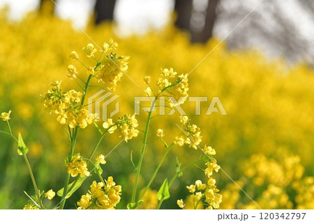 上堰潟公園の菜の花(新潟県) 上堰潟公園の菜の花(新潟県) 120342797