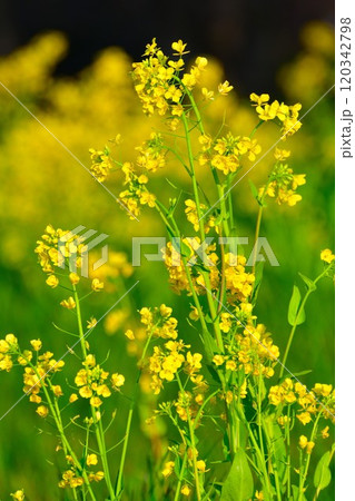 上堰潟公園の菜の花（新潟県） 120342798