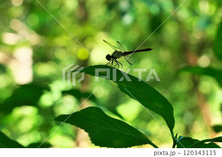 シルエットシルエット 120343115