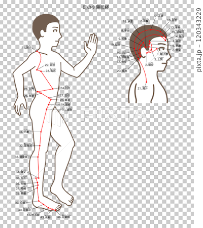 少陽膽經足部穴位圖解 120343229