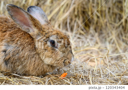 Cute brown rabbit bunny domestic pet on straw. Rabbit farm. 120343404