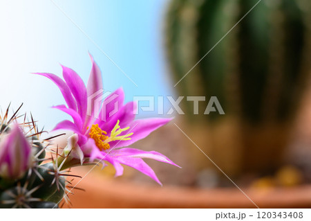 Mammillaria Schumannii cactus pink flower in full bloom. Mammillaria Schumannii cactus pink flower in full bloom. 120343408