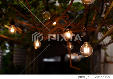 vintage light bulb hanging from grape tree for decoration outdoor garden. vintage light bulb hanging from grape tree for decoration outdoor garden. 120343409