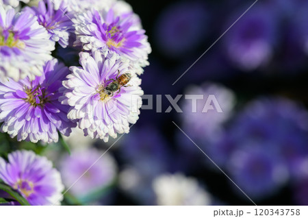Purple flowers of Michaelmas Daisy (Aster Amellus), Aster alpinus, Asteraceae violet blooms growing in the garden in summer with a bee collecting pollen or nectar. Purple flowers of Michaelmas Daisy (Aster Amellus), Aster alpinus, Asteraceae violet blooms growing in the garden in summer with a bee collecting pollen or nectar. 120343758