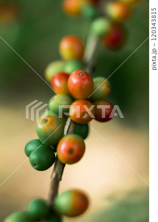 Red and green coffee bean, Coffee cherry or berry growing in highland, Arabica coffee 120343815