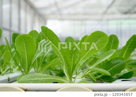Hydroponics cos lettuce vegetables plant growing in greenhouse Hydroponics cos lettuce vegetables plant growing in greenhouse 120343857