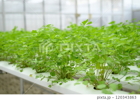 Hydroponics coriander or cilantro plant growing in greenhouse 120343863