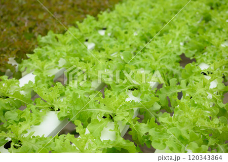 Hydroponics green oak lettuce vegetables plant growing in greenhouse 120343864