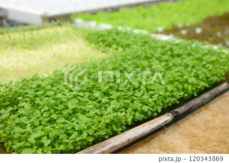 Small coriander or cilantro plant growing in hydroponics system Small coriander or cilantro plant growing in hydroponics system 120343869