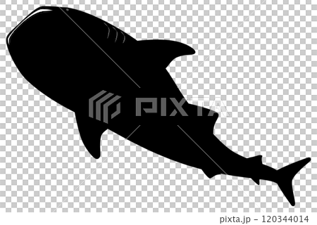 ジンベイザメ ジンベイザメ 120344014