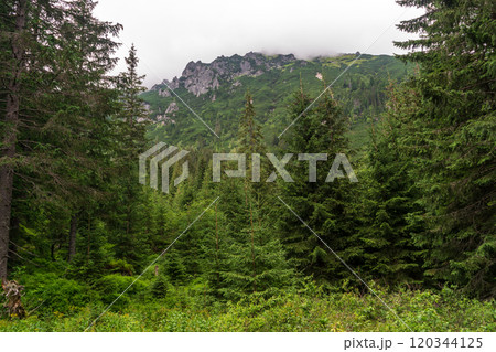 Mountain landscape, dark spruce forest in cloudy weather. High Tatras mountains of Tatra national park Mountain landscape, dark spruce forest in cloudy weather. High Tatras mountains of Tatra national park 120344125