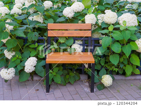 Small Bench in White Hortensia Flowers, Outdoor City Architecture, Wooden Benches, Outdoor Chair 120344204