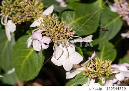 Hydrangea Flowers, Blooming White Hortensia, Hydrangea Paniculata Flower Closeup, Large Inflorescences Hydrangea Flowers, Blooming White Hortensia, Hydrangea Paniculata Flower Closeup, Large Inflorescences 120344239