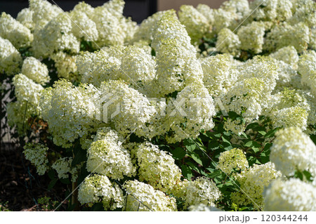 Hydrangea Flowers, Blooming White Hortensia, Hydrangea Paniculata Flower Closeup, Large Inflorescences Hydrangea Flowers, Blooming White Hortensia, Hydrangea Paniculata Flower Closeup, Large Inflorescences 120344244