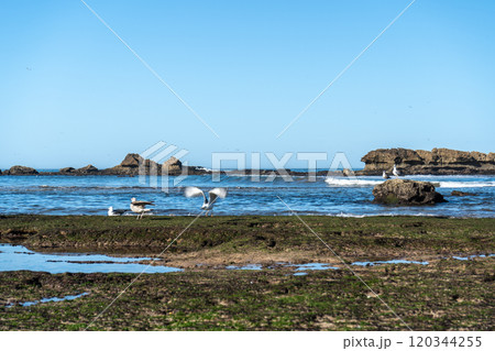 Seagull on ocean shore stone looking for food at low tide. Big yellow-legged gulls in Essaouira, natural beauty 120344255