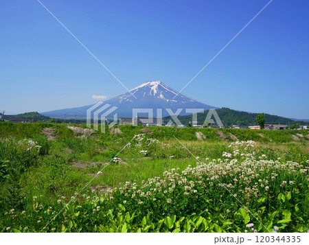 クローバー畑と残雪のある富士山　5月風景･富士山824シロツメクサH4.3 120344335