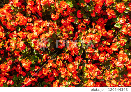 Begonia Flowers Texture Background, Street Bed Pattern, Blooming Plants on Summer Street Begonia Flowers Texture Background, Street Bed Pattern, Blooming Plants on Summer Street 120344348