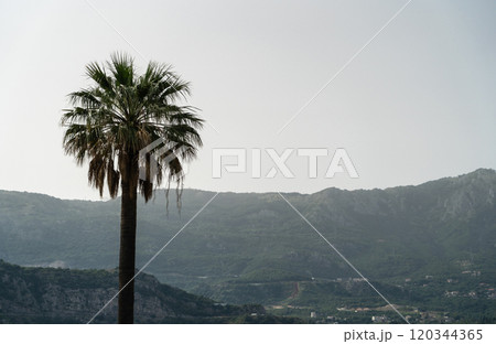A lone palm tree stands tall against a mountainous backdrop in Budva, Montenegro, copy space A lone palm tree stands tall against a mountainous backdrop in Budva, Montenegro, copy space 120344365