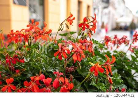 Pelargonium peltatum red flowers, ivy-leaved pelargonium closeup, blooming cascading geranium Pelargonium peltatum red flowers, ivy-leaved pelargonium closeup, blooming cascading geranium 120344412