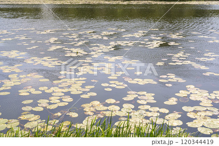 Pond with lily pads and green reeds, clear water, aquatic plants, peaceful environment, nature's beauty 120344419