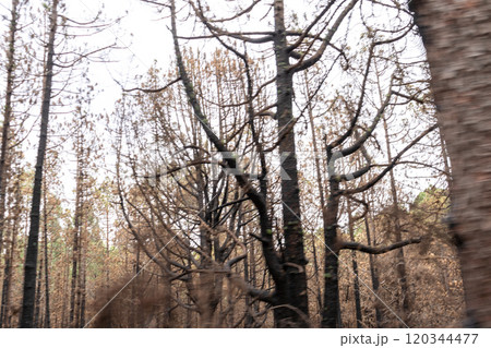 Foggy forest in mountains, mystical Tenerife road among black burnt trees, Canary pine, pinus canariensis Foggy forest in mountains, mystical Tenerife road among black burnt trees, Canary pine, pinus canariensis 120344477