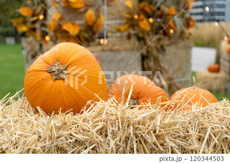 Pumpkins Halloween Decoration, Squash Farm, Orange Thanksgiving Vegetables Pile on Grass, Autumn Loan 120344503
