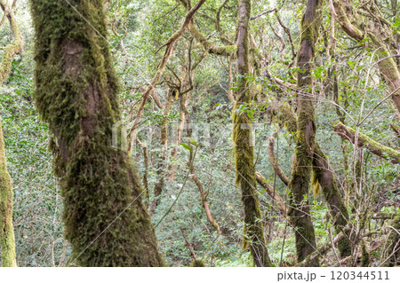 Laurel Park rural de Anaga, Tenerife lush greenery, walking paths, recreational area, local flora public park Laurel Park rural de Anaga, Tenerife lush greenery, walking paths, recreational area, local flora public park 120344511