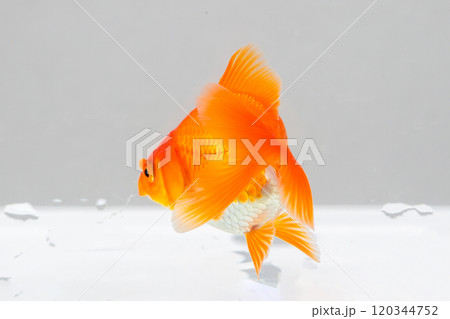 Oranda goldfish in aquarium fish tank close up 120344752