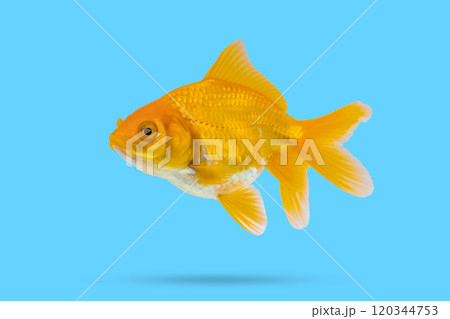 Oranda goldfish isolated on blue background 120344753