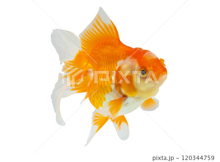 Oranda goldfish isolated on white background close up 120344759