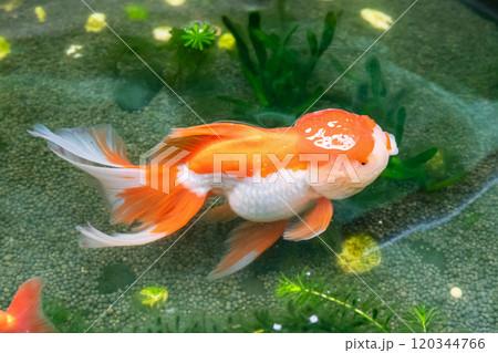 Goldfish in aquarium fish pond close up 120344766