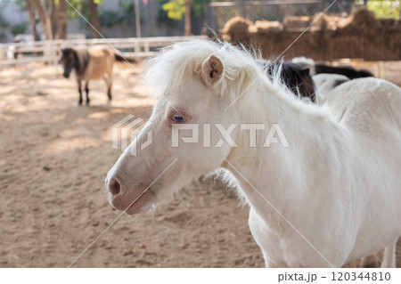 Cute little pony in the animal farm 120344810