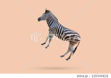 zebra floated on brown background minimal concept zebra floated on brown background minimal concept 120344828