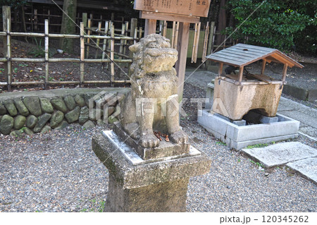 大國魂神社の狛犬【東京都府中市】 大國魂神社の狛犬【東京都府中市】 120345262