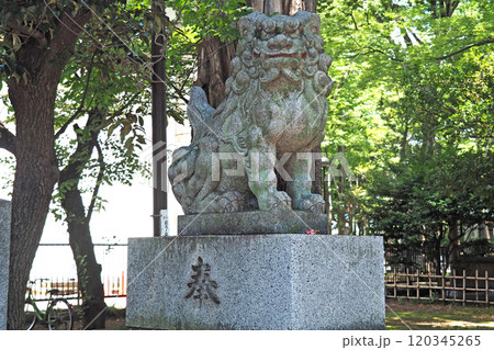 大國魂神社の狛犬【東京都府中市】 大國魂神社の狛犬【東京都府中市】 120345265