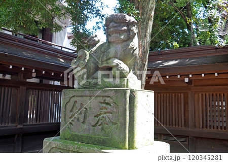 大國魂神社の随身門脇の狛犬【東京都府中市】 大國魂神社の随身門脇の狛犬【東京都府中市】 120345281
