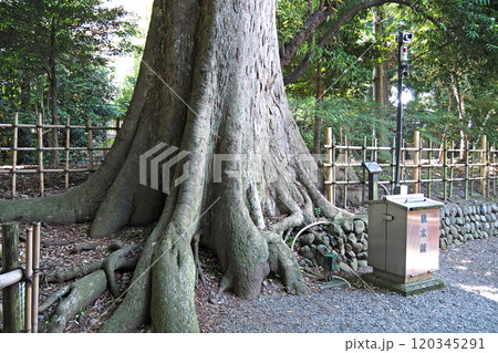 大國魂神社の御神木【東京都府中市】 大國魂神社の御神木【東京都府中市】 120345291