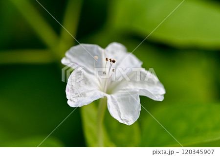 おしろい花 おしろい花 120345907