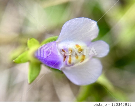トキワハゼの花クローズアップ2 トキワハゼの花クローズアップ2 120345913