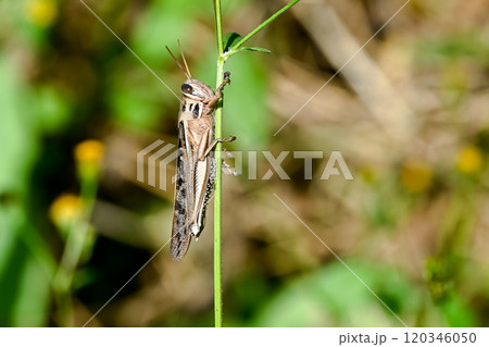 ツチイナゴ 120346050