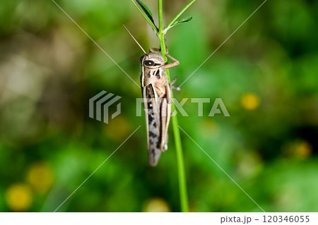 ツチイナゴ 120346055