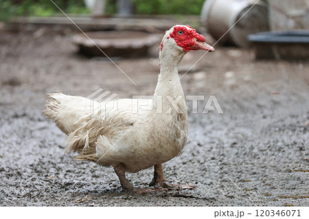 Close up head white Muscovy Duck in garden 120346071