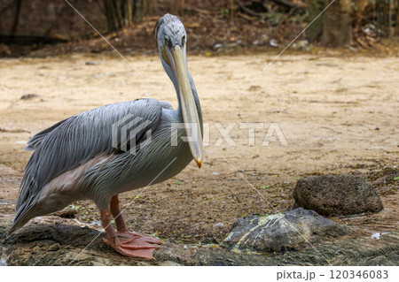 The great white pelican bird in garden at thailand 120346083