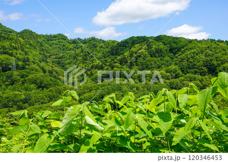 三笠市桂沢の山奥で（北海道） 120346453