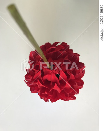 赤いダリアの花の下側を撮影 赤いダリアの花の下側を撮影 120346689