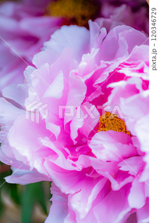 やわらか牡丹 120346729