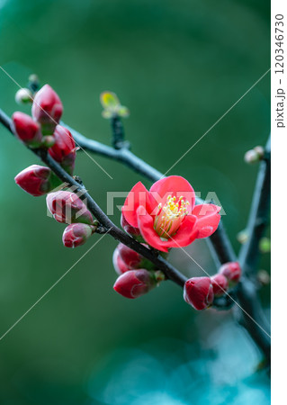 赤梅の花 120346730